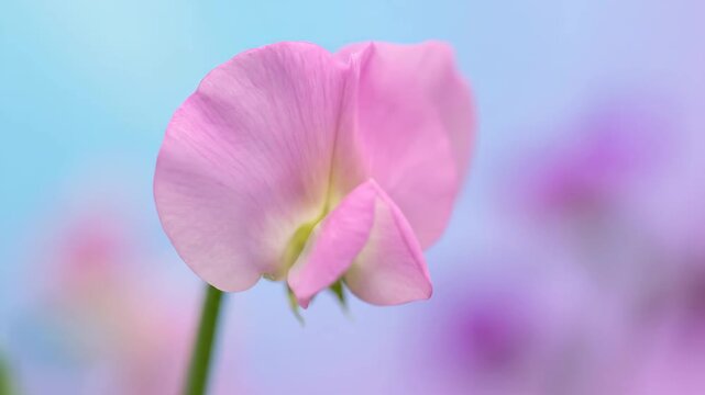 Pink Sweet Pea Flower Bud Blooming Against Pastel Blue and Purple Background