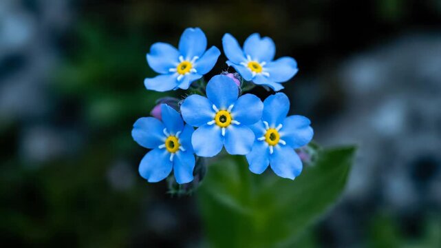 Close-up of Blue and Pink Flower Buds in Soft Focus