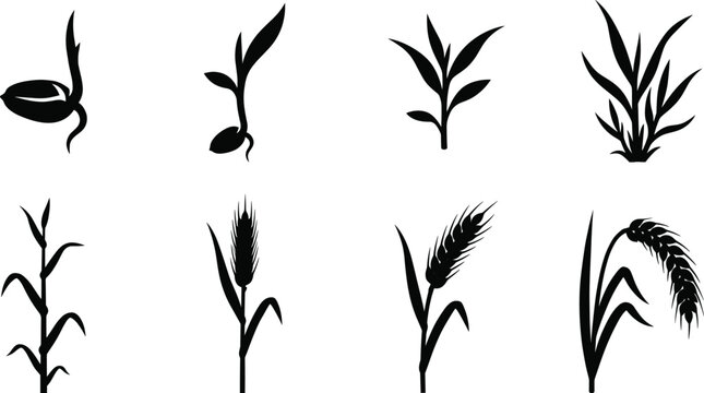 Crop Growth Stages and Cereal Grain Plant Silhouette Vector Collection