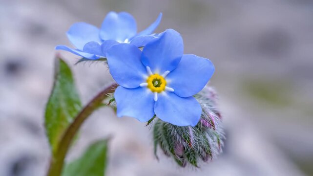 Macro Close-up of Blue Flower Bud with Fuzzy Hairs