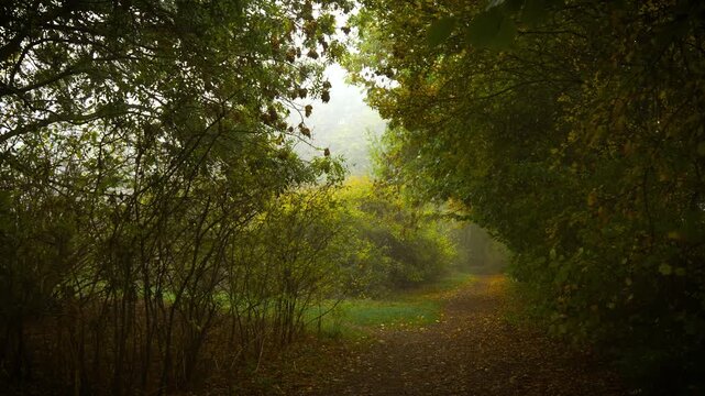 Forest trail curving through dense bushes and trees covered with autumn leaves in soft fog. Morning mist flowing across quiet land spreading magical calm. Woodland path winding between thick
