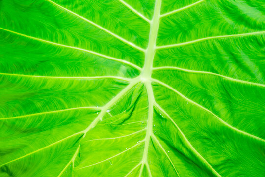 Close-up macro of tropical taro leaf showing full radial vein pattern with water droplets.