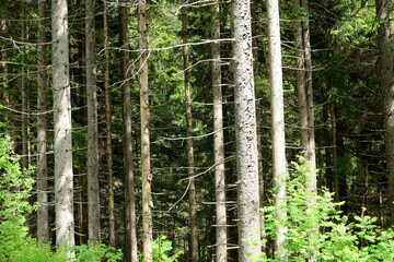 Fototapeta premium Forest