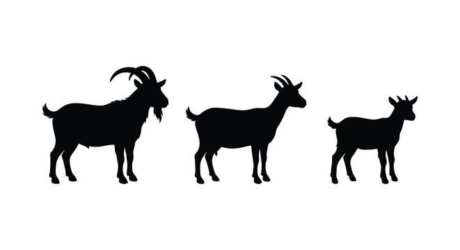 Three goats standing in profile a black silhouette against a white background silhouette goat caprine billy nanny kid