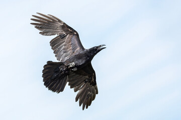 Obraz premium Close-up of a large black raven (Corvus corax), crow bird in flight, showcasing detailed iridescent feathers and wide wingspan, bird watching stock photo image