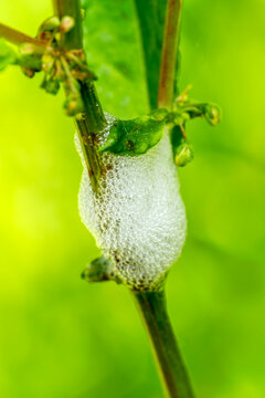 Macro close-up of white cuckoo spit foam made by froghopper nymphs on a green garden plant stem, garden wildlife in nature stock photo image