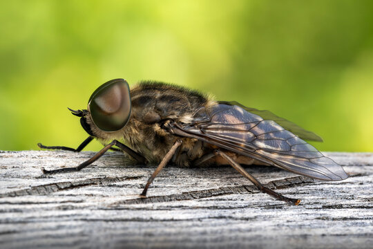 Macro profile of a horse fly of the tabanidae family, a blood sucking insect, resting on wood, flying  wildlife stock photo image