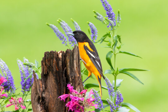 01611-10208 Baltimore Oriole (Icterus galbula) male on fence post near flower garden Marion Co. IL