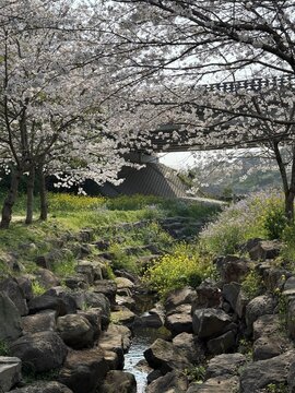 Cherry Blossom Stream at Jeonnong-ro, Jeju Island, South Korea