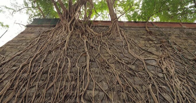 Massive banyan tree roots cascading down weathered masonry retaining wall at Forbes Street in Kennedy Town, Hong Kong. Tilt down shot revealing intricate growth patterns and nature's resilience