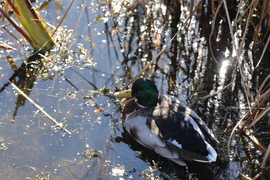 Le canard colvert ou canard sauvage, Anas platyrhynchos le bec ouvert
