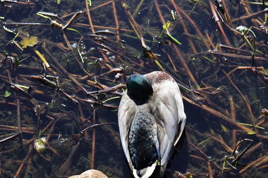 Le canard colvert ou canard sauvage, Anas platyrhynchos qui se cache le bec dans ses plumes