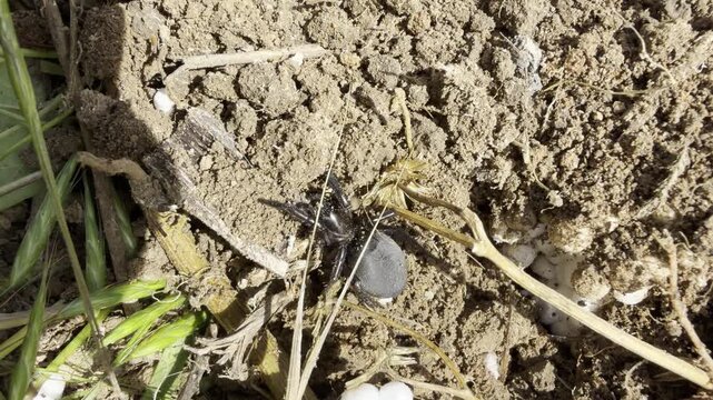 Extreme close-up of a glossy black ground spider crawling over dry bare soil with plant debris. Wild eight-legged arachnid in harsh sunlight, sharp macro detail