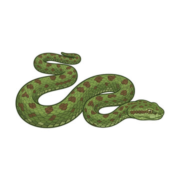 A green spotted snake slithers on a white background