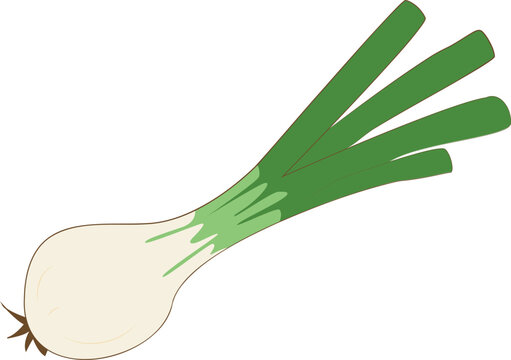 Hand Drawn Green Onion with Bulb Clipart, Spring Onion Whole Plant Illustration, Fresh Kitchen Vegetable PNG