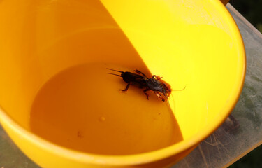 A captured mole cricket (Gryllotalipidae) insect pest in a plastic bucket on a garden table - horizontal color photo, close-up © Iuliia Koroleva