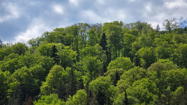 Dense green forest line covering a ridge under a dramatic, overcast cloudy sky in Romania, featuring a mix of fresh spring deciduous trees and dark conifers.