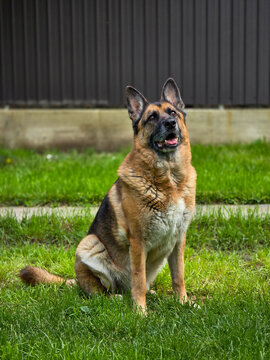 German shepherd (Canis lupus familiaris) sitting attentively on a green lawn against a dark fence background.