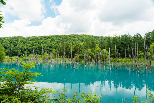Famous Shirogane Blue Pond in Biei, Hokkaido, Japan - Beautiful summer landscape with dead trees and reflection