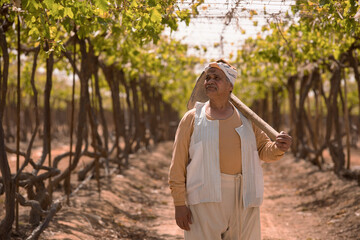 Fototapeta premium Dignified senior Middle Eastern male farmer in traditional striped vest and headwrap holding wooden hoe over shoulder while gazing upward