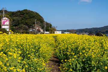 Obraz premium Lush Rape Blossom Field and Path at Lake Ikeda