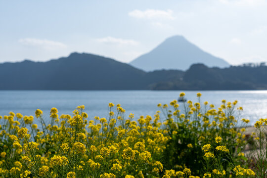 Lakeside Canola Blossoms looking towards Mount Kaimon