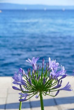 Purple wild flower bloom in Mediterranean city in harbor by the blue sea summer plants background