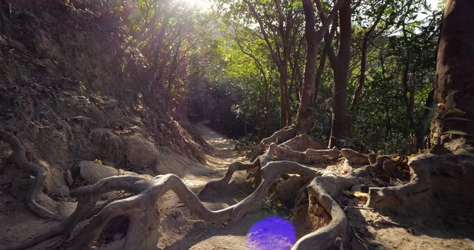 Smooth low-angle backward glide along dirt path on MacLehose Trail, with sunlight filtering through trees. Dappled shadows on ground, revealing gnarled, exposed roots sprawling underfoot.