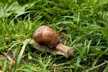brown slowly snail on a green leaf in grass on summer © Tetatet