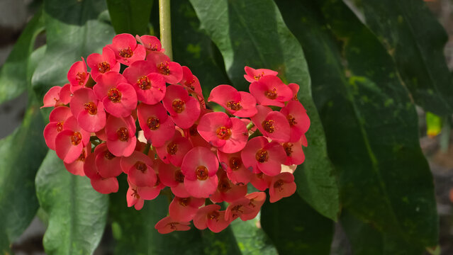 Close-up of a large, dense cluster of bright red Euphorbia milii crown of thorns bract flowers blooming prominently against a background of lush green lanceolate leaves in a garden.