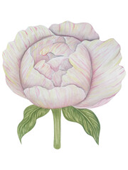 Obraz premium Watercolor set of vintage peonies and leaves. Botanical illustration. Perfect for greeting, invitation card, wedding stationary, birthday, cosmetics, package design, fashion and summer background