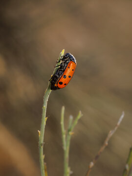 Spotted blister beetle perched on a slender wild plant stem.