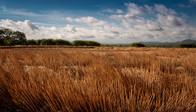 Nature Linin Texture For Bacground