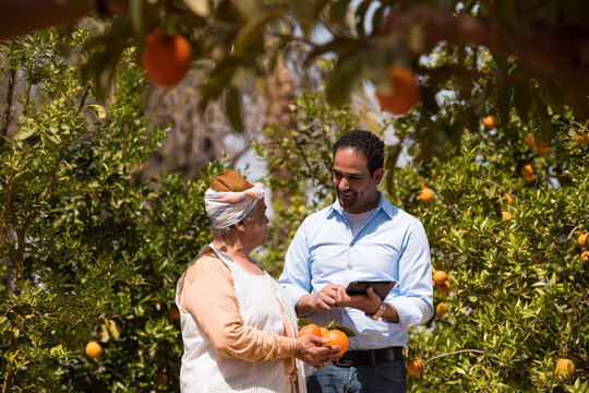 Middle Eastern agricultural technology advisor using tablet to consult elderly female citrus farmer holding fresh orange in sunny orchard ideal for