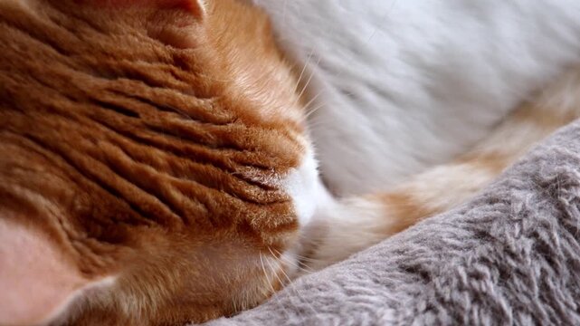 Ginger white domestic cat sleeping curled up on a soft plush pet bed