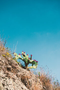 Prickly pear thrives on rocky hillside beneath sky