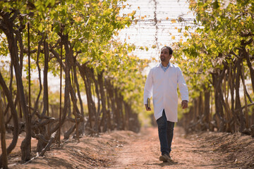 Fototapeta premium Confident male agricultural scientist in white lab coat walks through mature vineyard rows holding inspection device in warm natural sunlight ideal