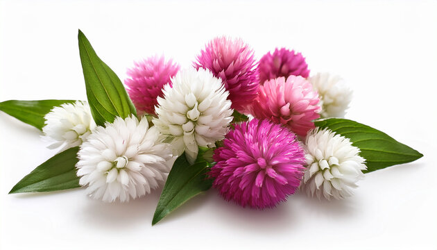 White And Pink Gomphrena Flowers Gomphrena Globosa Globe Amaranth Isolated On White Background Design Element For Botanical And Floristic Compositions Postcards Designs