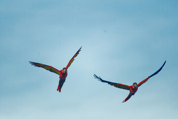 2 Famous free scarlet macaws flying in the sky at the end of the day in Medellin. © nic