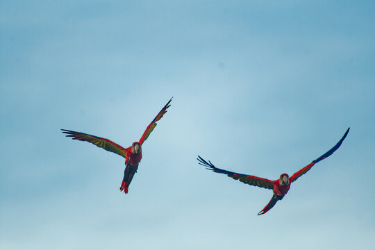 2 Famous free scarlet macaws flying in the sky at the end of the day in Medellin.