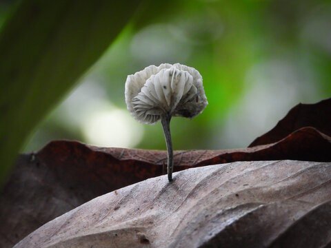 In the humid understory of Bontang, Kalimantan Timur, saprotrophic fungi play a critical role in the decomposition of organic matter.
