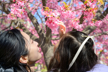 Naklejka premium 河津桜を見上げる親子