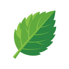 A vibrant green mint leaf illustration on white background © Hana