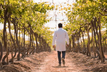 Fototapeta premium Male doctor or healthcare professional in white medical lab coat walking alone through rows of grapevines in sunny vineyard with golden autumn leaves