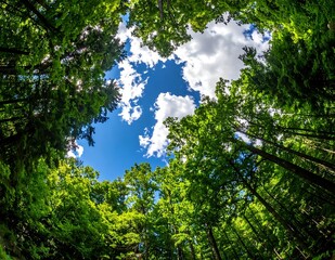 Fototapeta premium Lush Green Forest Canopy Framing Blue Sky and White Clouds From Below