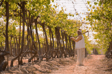 Fototapeta premium Dignified senior Middle Eastern vineyard worker in traditional white clothing and headwrap holding long handled hoe tool standing upright beneath lush