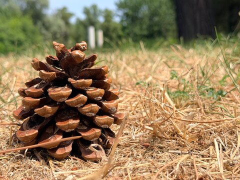 Close-Up of a Pine Cone on Dry Grass with Blurred Forest Background . High quality photo