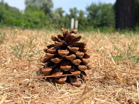 Close-Up of a Pine Cone on Dry Grass with Blurred Forest Background . High quality photo