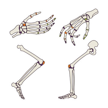 Anatomical skeletal limbs are shown in a clinical illustration