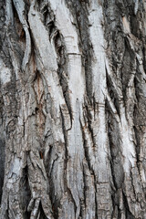 Fototapeta premium Vertical texture background of rough old tree bark with a knot. Rugged weathered wooden bark texture with a natural tree knot backdrop for design.